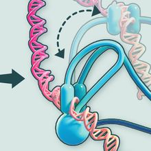 The hinge region of cohesin pulls DNA to two head regions, like a person’s hand-to-hand motion of pulling on a rope.