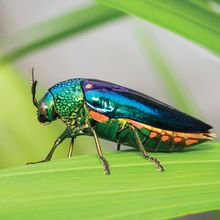 Photo of a Jewel beetle <em>(Sternocera aequisignata)</em>.