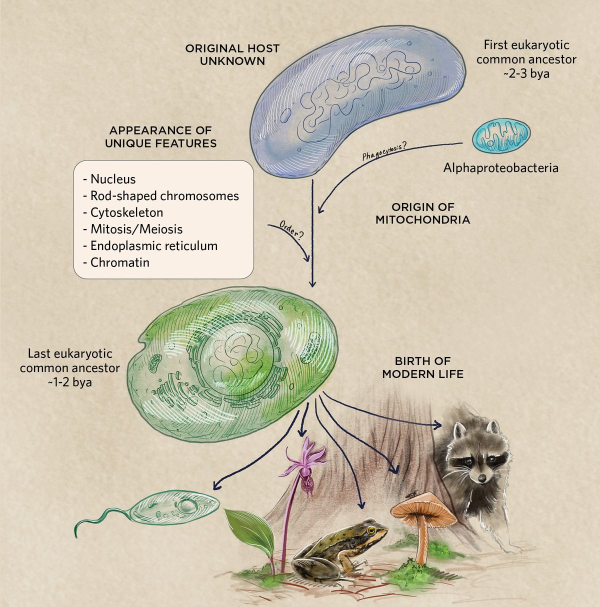 Infographic showing the path of Eukaryogenesis 