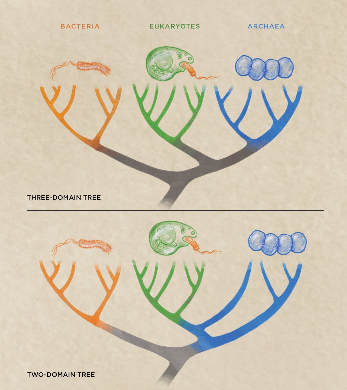 Infographic illustration comparing the three-domain tree and the two-domain tree