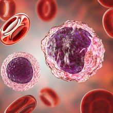3D medical illustration of peripheral blood cells: a lymphocyte (left) and a monocyte (right) surrounded by red blood cells.