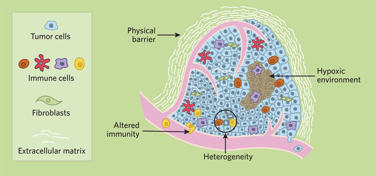 Graphic of a tumor and the tumor microenvironment, showing various immune cells, cancer cells, extracellular matrix, blood vessels, and a hypoxic area.