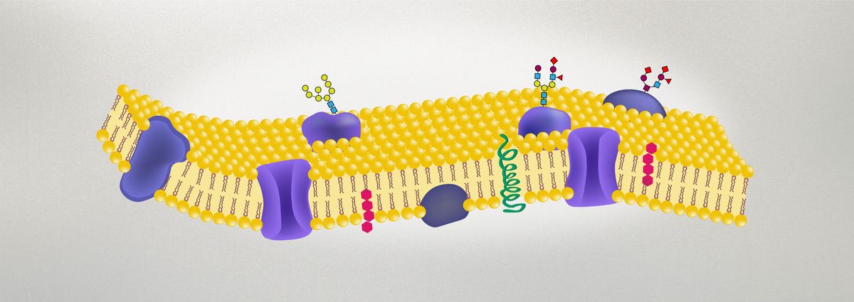 A cell membrane with various proteins and glycoproteins.