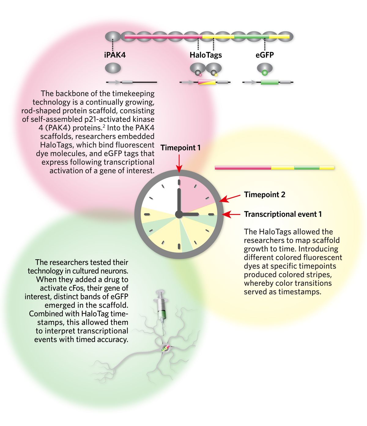 Diagram tracking changes in gene expression