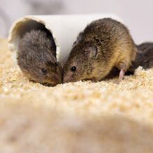 The image shows two adult prairie voles. The voles have a brown coat and are touching each other&rsquo;s snouts.