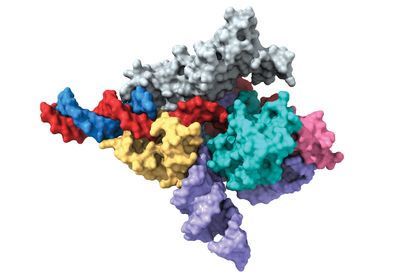 This shows a cryo-EM map of a Fanzor protein in complex with its guiding RNA (in purple) and DNA (target strand in red, complementary strand in blue).