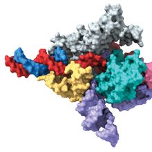 This shows a cryo-EM map of a Fanzor protein in complex with its guiding RNA (in purple) and DNA (target strand in red, complementary strand in blue).