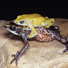 A male and female Chiriqui harlequin frog (<em>Atelopus chiriquiensis</em>) photographed in 2010. The species was declared extinct in 2019.