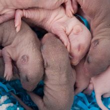 Newborn baby rats lie in a basket