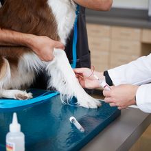 A vet and technician take a sample from a dog for use in PetDx&rsquo;s OncoK9 test, which screens cell-free DNA for genomic alterations associated with cancer.