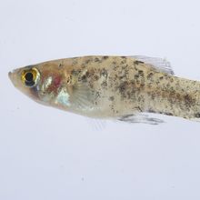 Photo of a Guppy fish