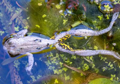 A closeup of a dead frog floating in water with aquatic plants underneath it