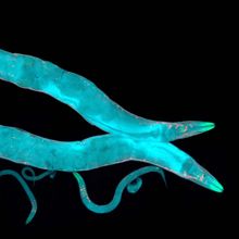 False color image of two Caenorhabditis elegans roundworms; blue on a black background