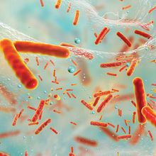 bacteria inside a biofilm