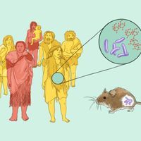 Illustration of humans and mice and their gut microbiota 