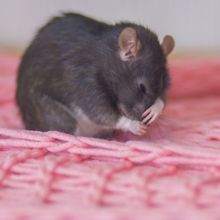 Photograph of a mouse covering his face with his paw.