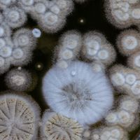 colonies of mold growing on a Petri dish