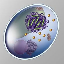 Illustration showing how engineered cells produce proteins that allow scientists to turn cellular processes on and off