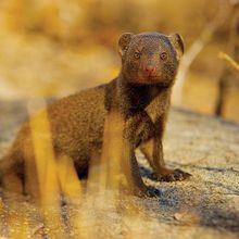Photo of a Dwarf mongoose
