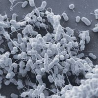 A scanning electron micrograph of a coculture of E. coli and Acinetobacter baylyi. Nanotubes can be seen extending from the E. coli.