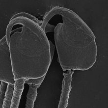 Image of sperm hooks (<em>Peromyscus maniculatus</em>)