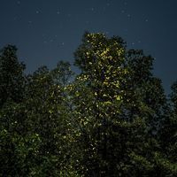 Fireflies lighting up a tree at night