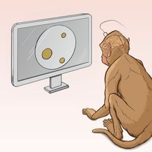 Illustration of a Macaque viewing patterns of dots on a screen