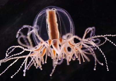 a medusa-like jellyfish is shown in front of a black background.