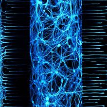 Fluorescently labeled neuron cell bodies in blue in the center compartment of a three-compartment microfluidic chamber grow through tiny grooves to enter the left and the right chambers, where they extend axons fibers, also shown in blue.