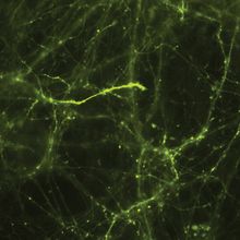 The image shows many neurons in culture expressing the glutamate reporter iGluSnFR3 in green.