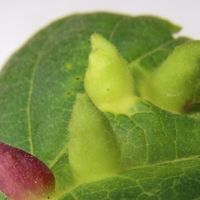 Aphid Salivary Gene May Regulate Gall Color