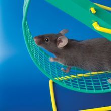 A black mouse runs on a yellow and green spinning wheel against a blue background