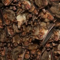 When Pursuing Prey, Bats Tune Out the World