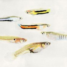 Five morphs of Poecilia parae—from top: melanzona yellow, melanzona blue, melanzona red, parae, immaculata—and a female (bottom) of the same species