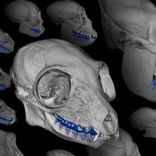 Image of not-to-scale renderings of the skulls of various primate species