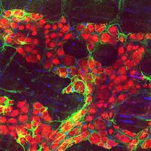 The image shows round-shaped glial cells in red and elongated neuronal cells in green surrounding the glial cells.