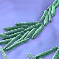 False-colored micrograph of Mycobacterium tuberculosis