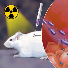 Illustration showing how following radiation therapy, which triggers the release of cancer-specific antigens, researchers injected Salmonella typhimurium bacteria covered in positively charged nano- particles near tumors in mice. 