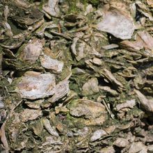 Oysters&rsquo; shells were made into concrete and other materials used in construction during the Industrial Revolution.