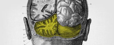 The brain's cerebellum