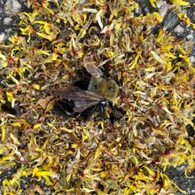dead bee surrounded by yellow flower petals