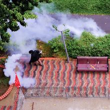 a person fumigates a red brick pathway to control mosquitoes in the fight against Dengue virus.