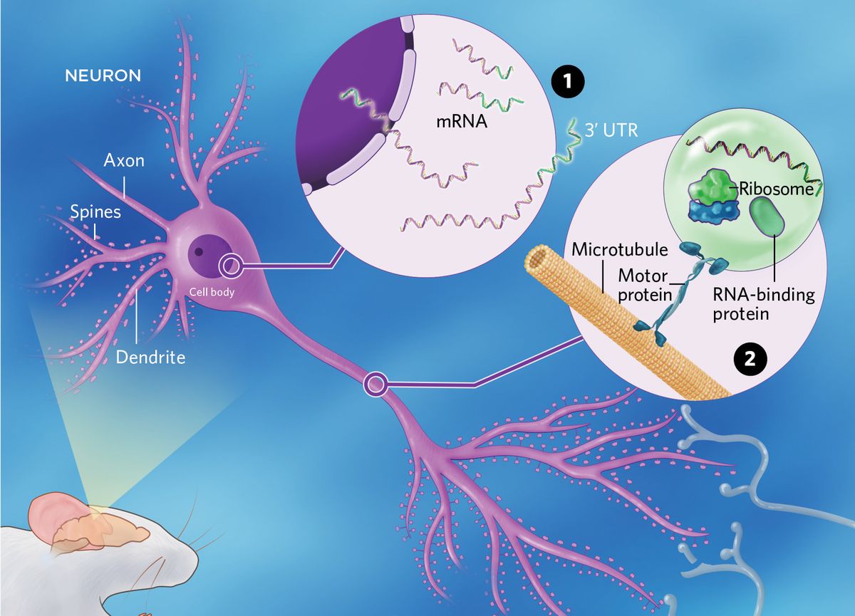 Infographic showing the localization of mRNA from the neuronal cell body to distant spines.