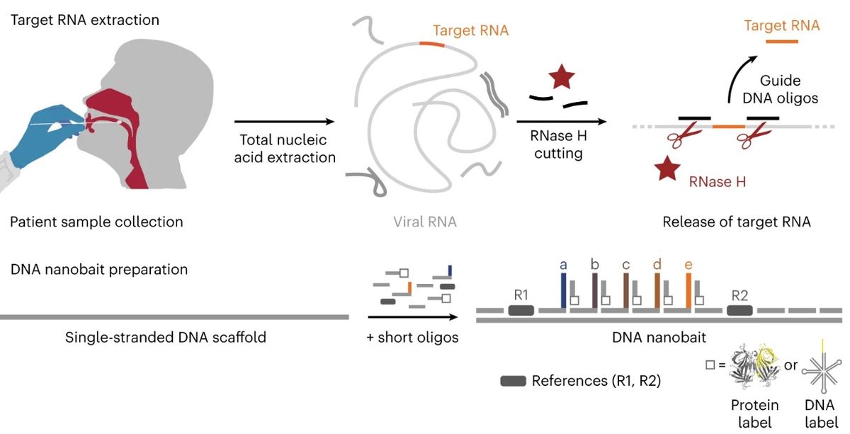 A schematic showing the new DNA nanobait technology and associated experimental procedure.