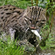 A fishing cat with a fish in its mouth