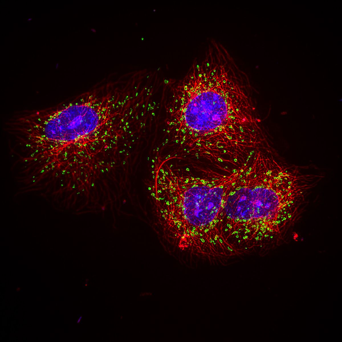 An image of fluorophore-labeled cells obtained by Mica. 