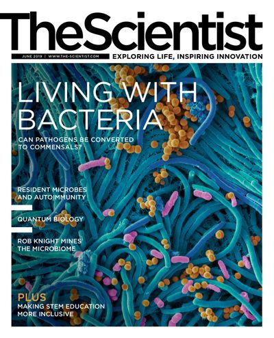 living with bacteria 2019 the scientist june issue