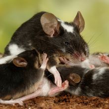 A mother mouse breastfeeds her offspring