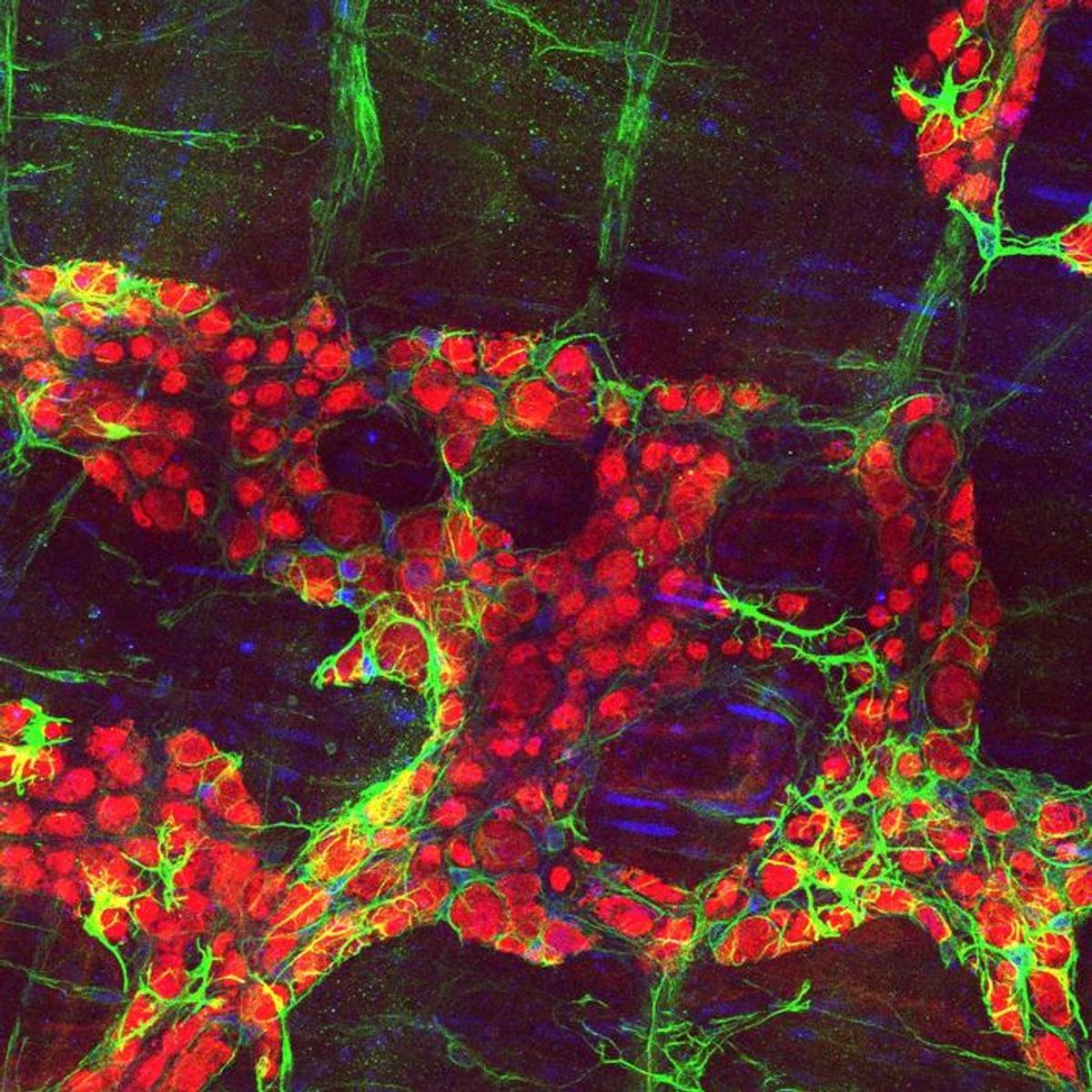 The image shows round-shaped glial cells in red and elongated neuronal cells in green surrounding the glial cells.