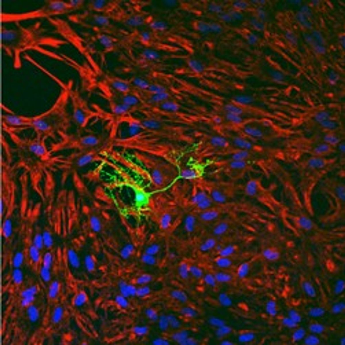 Microscopy image of a fluorescent green oligodendrocyte surrounded by astrocytes stained red with blue nuclei.